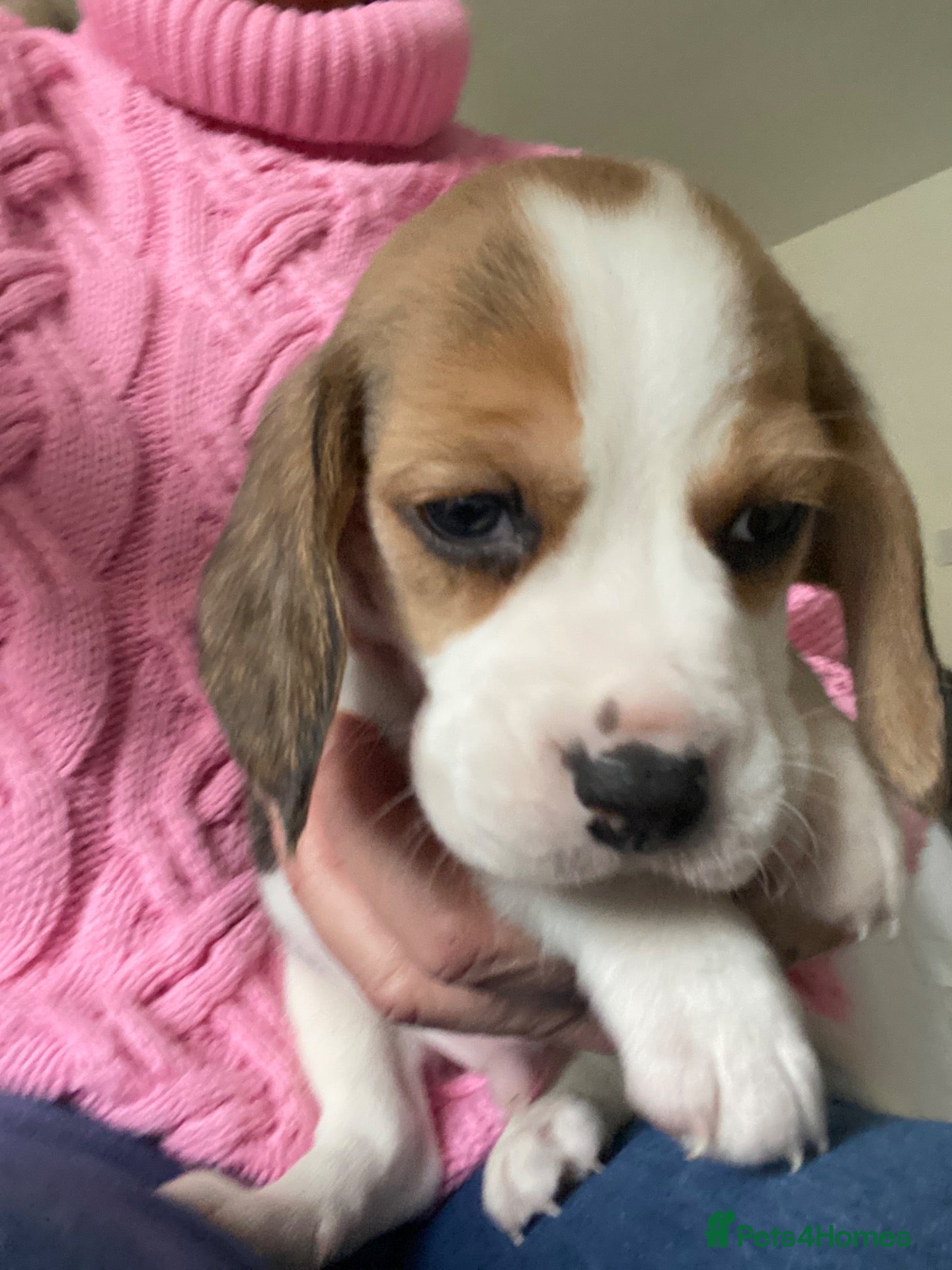 Beagle dogs KC Reg Pure Pedigree champ Beagle  - Advert 1
