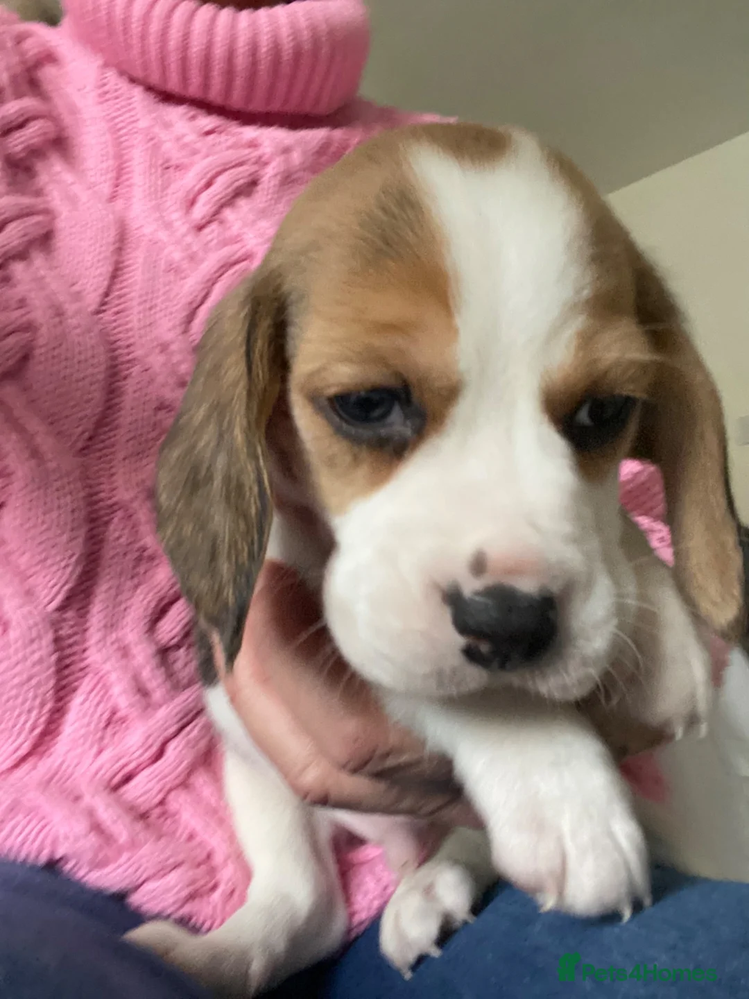 Beagle dogs for sale: KC Reg Pure Pedigree champ Beagle  - Advert 2