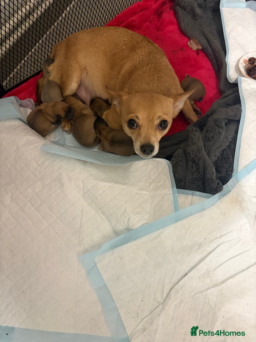 Chihuahua dogs for sale: Beautiful litter of chihuahua puppies - Advert 1