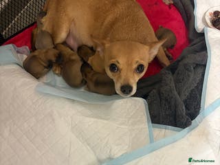 Chihuahua dogs Beautiful litter of chihuahua puppies - Advert 15