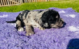 Mixed Breed dogs for sale: Schnoodle Babies 🐾🐾🐾 - Image 7