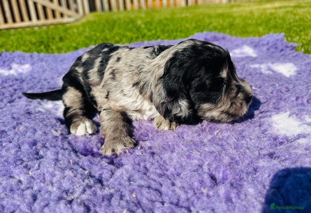 Mixed Breed dogs for sale: Schnoodle Babies 🐾🐾🐾 - Image 7