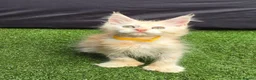 Maine Coon cats for sale: Last Boy Ready now Tica MaineCoon  - Advert 3