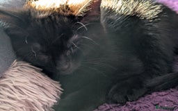 Bombay cats for sale: Black Bombay Male Kitten - Image 11