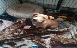 Patterjack dogs for sale: Buddy(Turtle) Patterjack puppy - Image 7