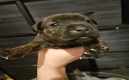 Mixed Breed dogs for sale: Cane corso x shar pei x staffy - Advert 2