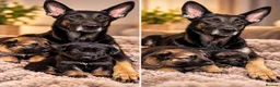 German Shepherd dogs for sale: Beautiful German Shepherds  - Advert 2
