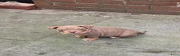 American Bully dogs for sale: 4 beautiful pocket bullies  - Advert 12