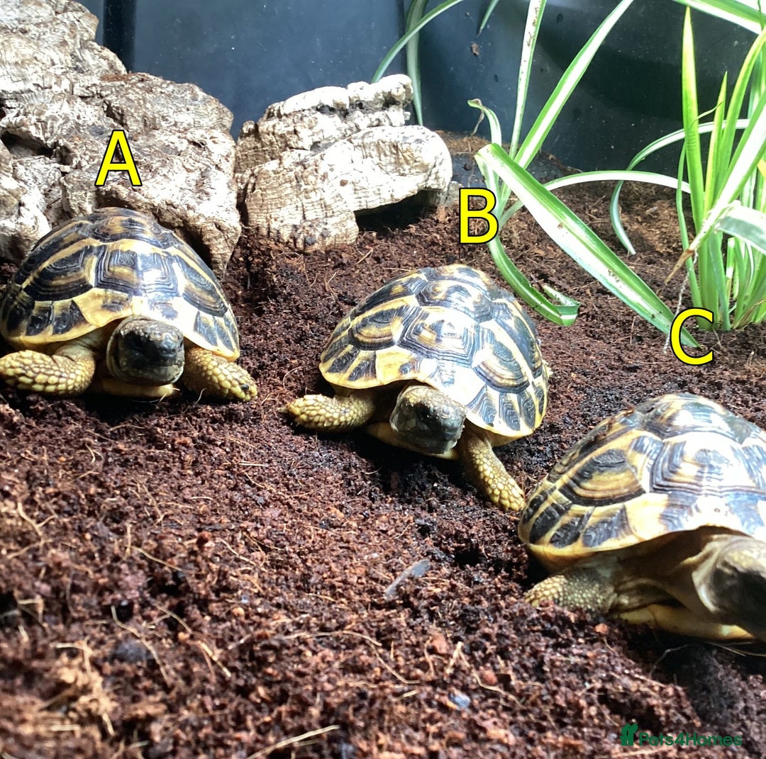 Hermann Tortoise reptiles for sale: Hermanns Tortoise - 2 Years Old (Herman) - Image 5