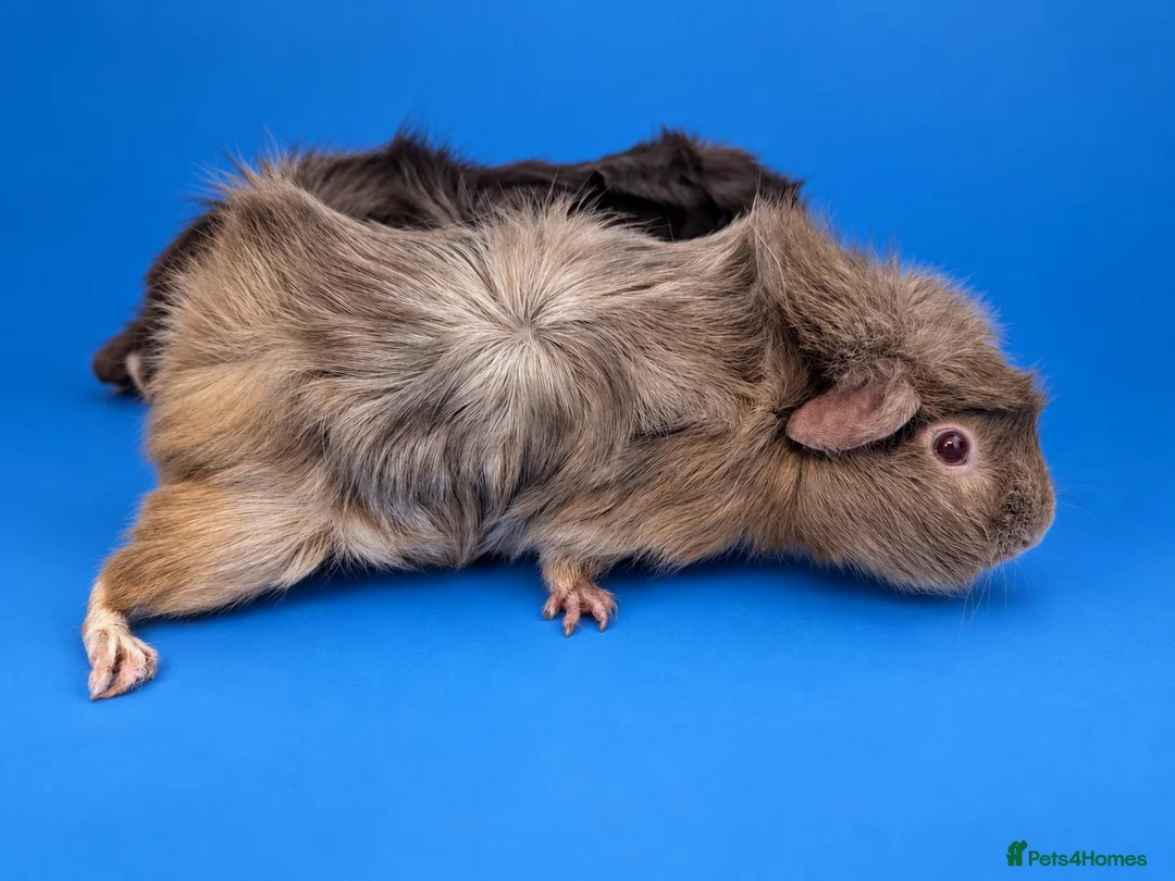 Guinea Pig rodents for sale: Guinea pig sows Aby girls bonded pair - Advert 2