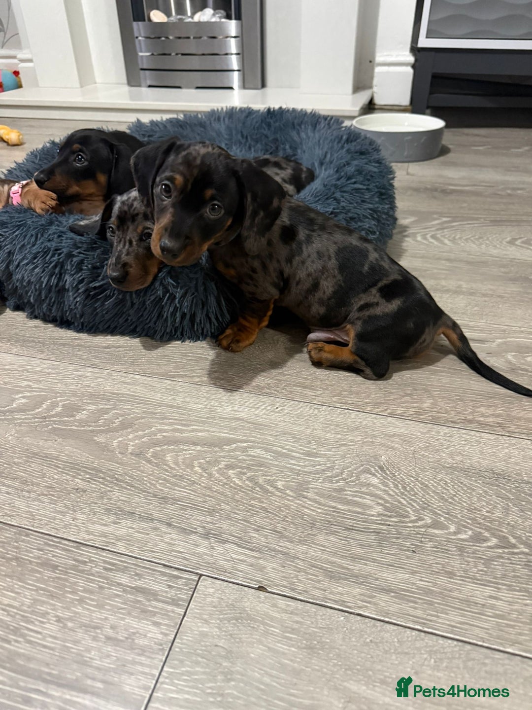 Miniature Dachshund dogs for sale: 8 Week Old Miniature Dachshund Puppies  - Advert 22