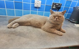 British Shorthair cats for stud: Lilac Stud GCCF Active - Image 10