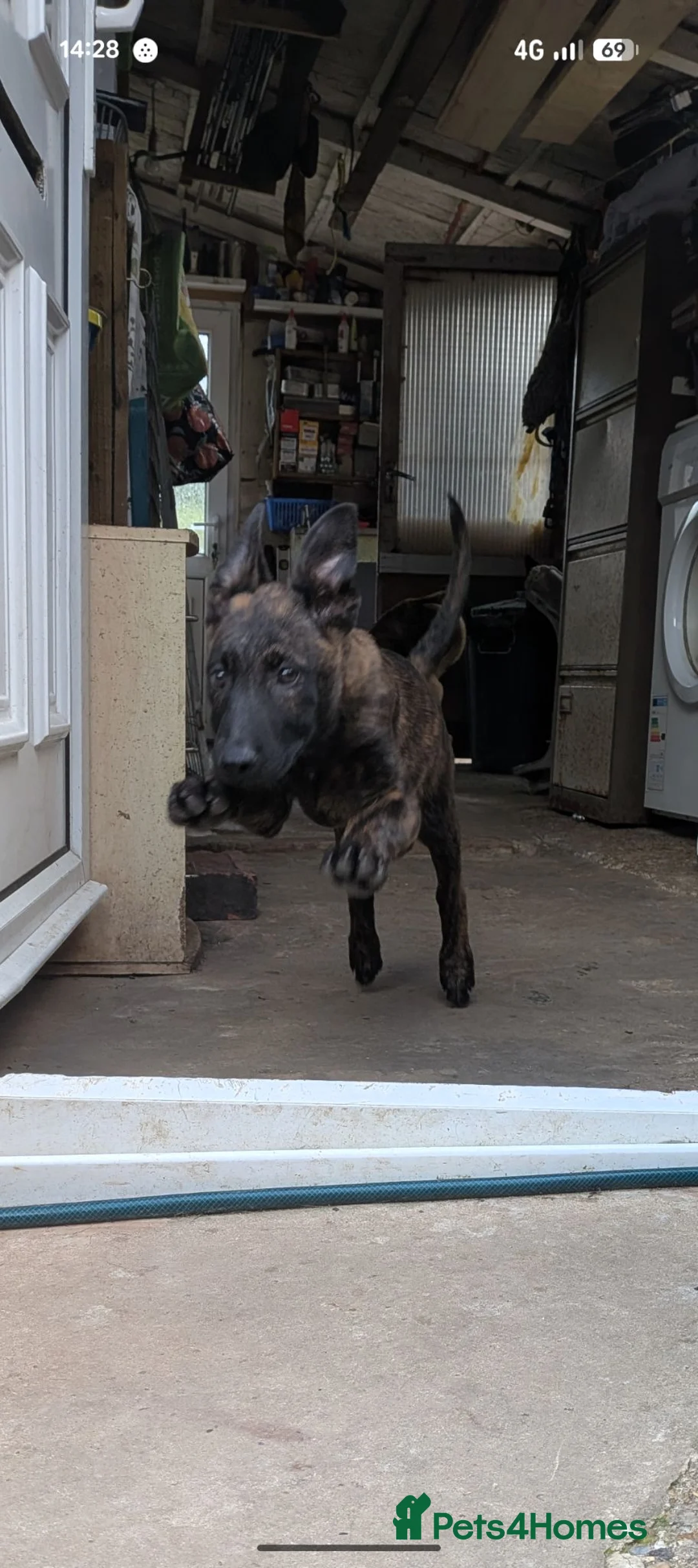 Belgian Shepherd Dog dogs for sale: Belgium mal - Advert 2