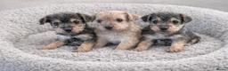 Mixed Breed dogs for sale: Norfolk terrier cross - Advert 2