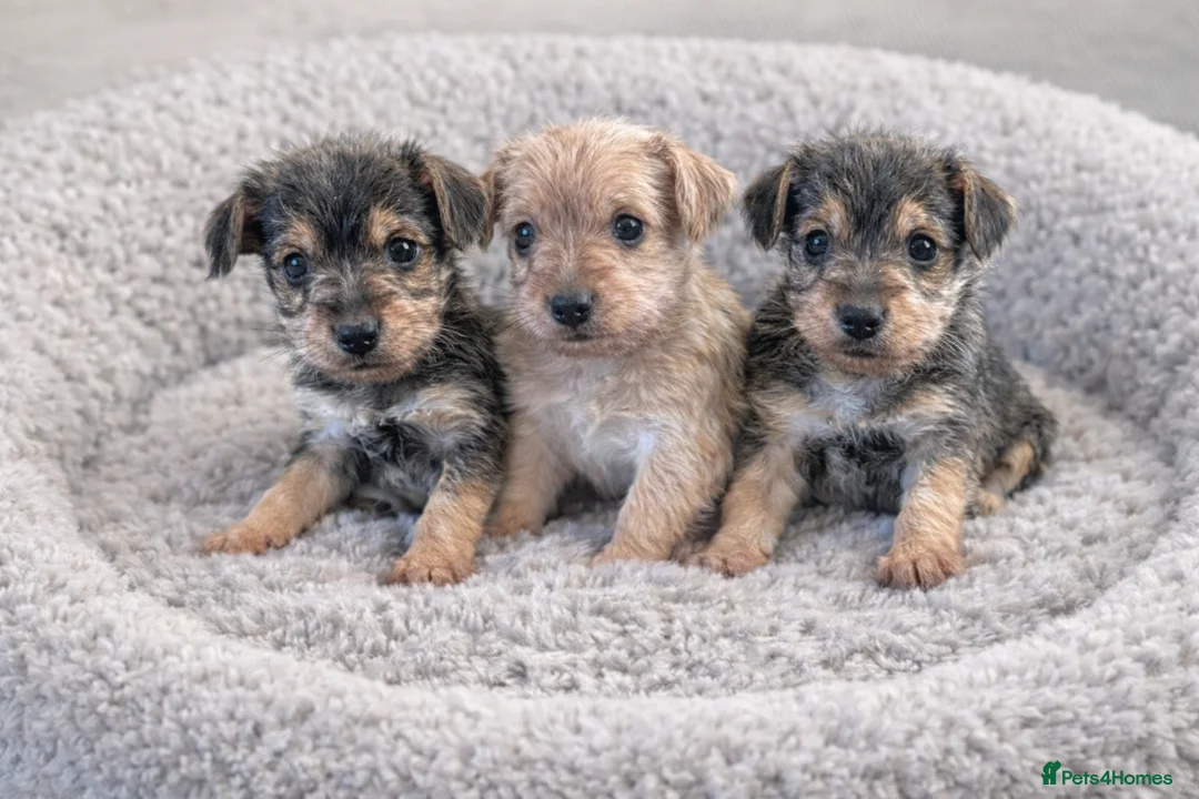 Mixed Breed dogs for sale: Norfolk terrier cross - Advert 2