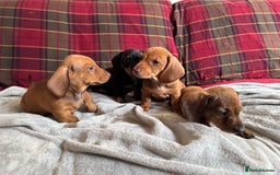 Miniature Dachshund dogs for sale: Miniature Dachshund Puppies  - Image 5