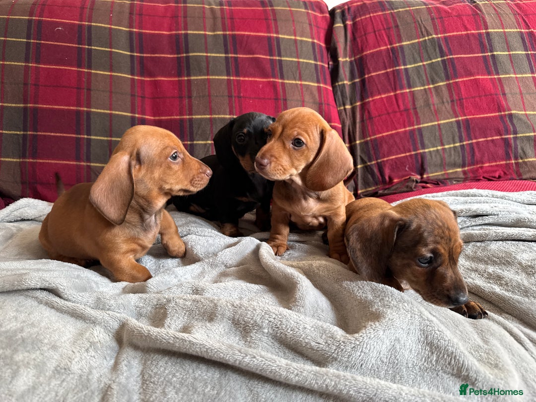 Miniature Dachshund dogs for sale: Miniature Dachshund Puppies  - Image 5