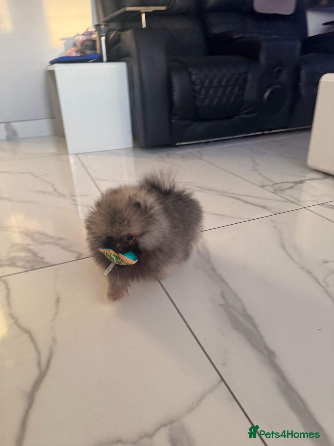 Pomeranian dogs for sale: Fabulous boys available to discerning pet homes - Advert 18