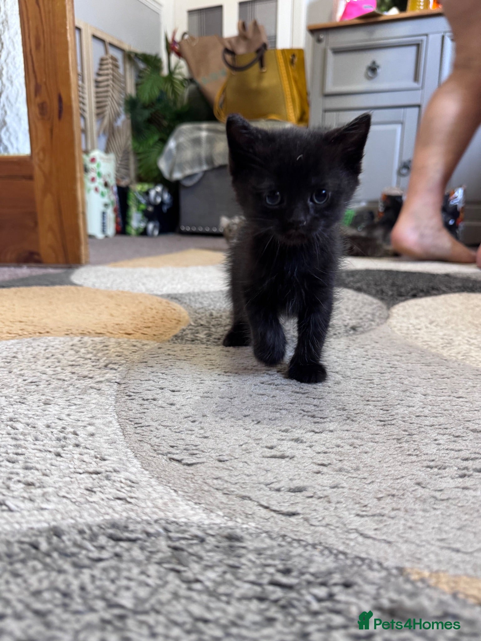 Maine Coon cats Manecoon x Munchkin female  - Advert 7
