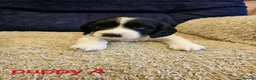 English Springer Spaniel dogs for sale: 4 KC Springer Spaniel Puppies docked & dew claws - Advert 8