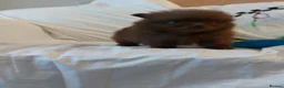 Pomeranian dogs for sale:  Toy-Type Mico Teddy Bear Face Pomeranian Puppy's - Advert 16