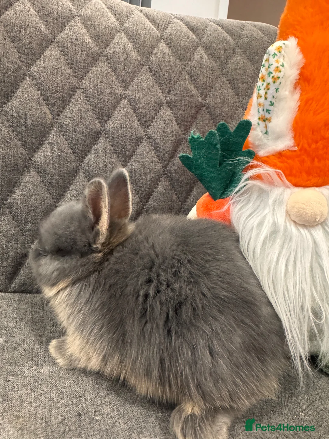 Netherland Dwarf rabbits for sale: Pure Netherland Dwarf Bunnies  - Advert 6