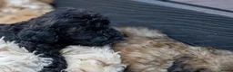 Mini Goldendoodle dogs for sale: Mini Goldendoodle boy - Advert 15