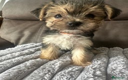 Morkie dogs for sale: Morkie Pups - Image 2