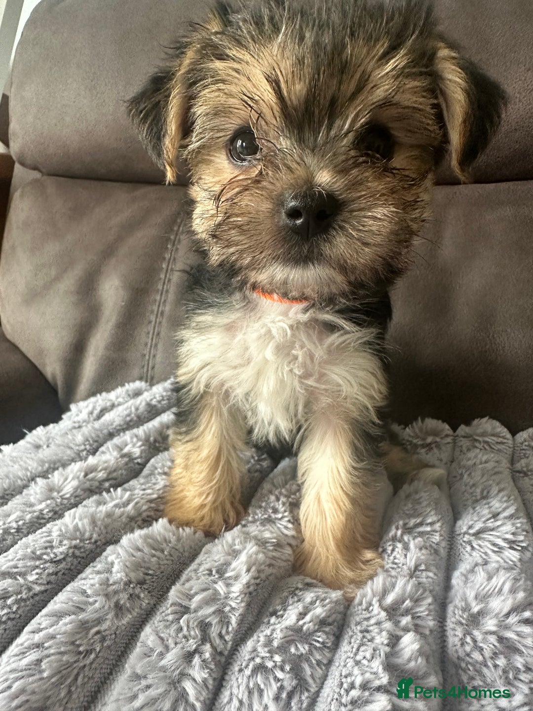 Morkie dogs for sale: Morkie Pups - Image 2