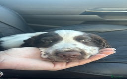 English Springer Spaniel dogs for sale: last baby looking for his forever home🥺😍 - Advert 10