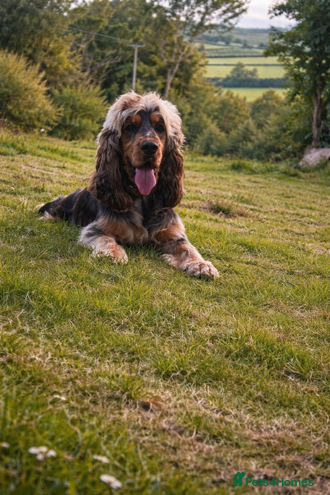 Cocker Spaniel dogs for sale: ✨Show cocker spaniel puppies✨ - Advert 2