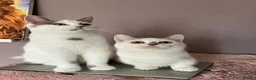 Munchkin cats for sale: Super short legs Munchkin kittens  - Advert 27