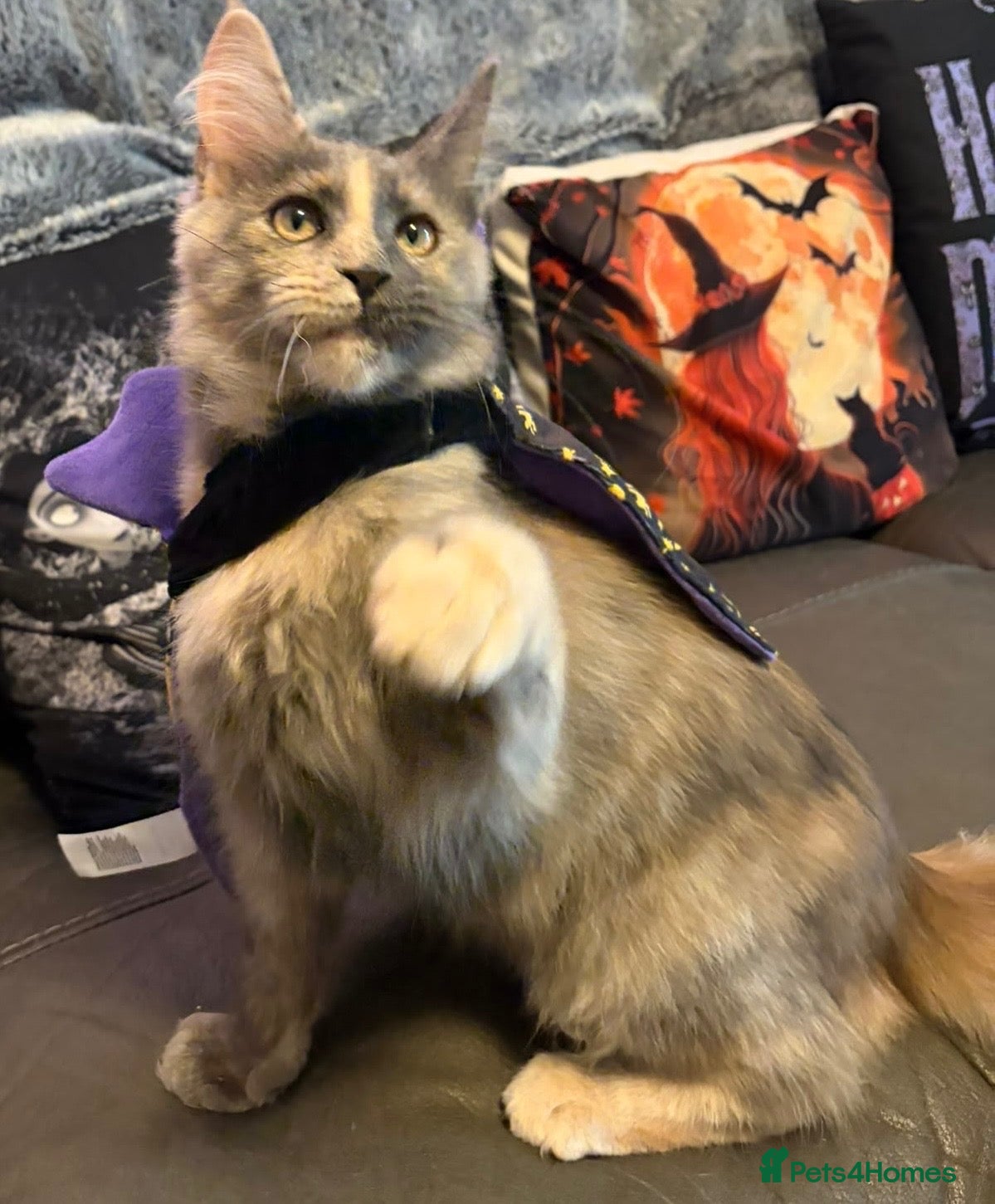 Maine Coon cats Reduced XL TICA Maine Coon Kitten active possible  - Advert 1