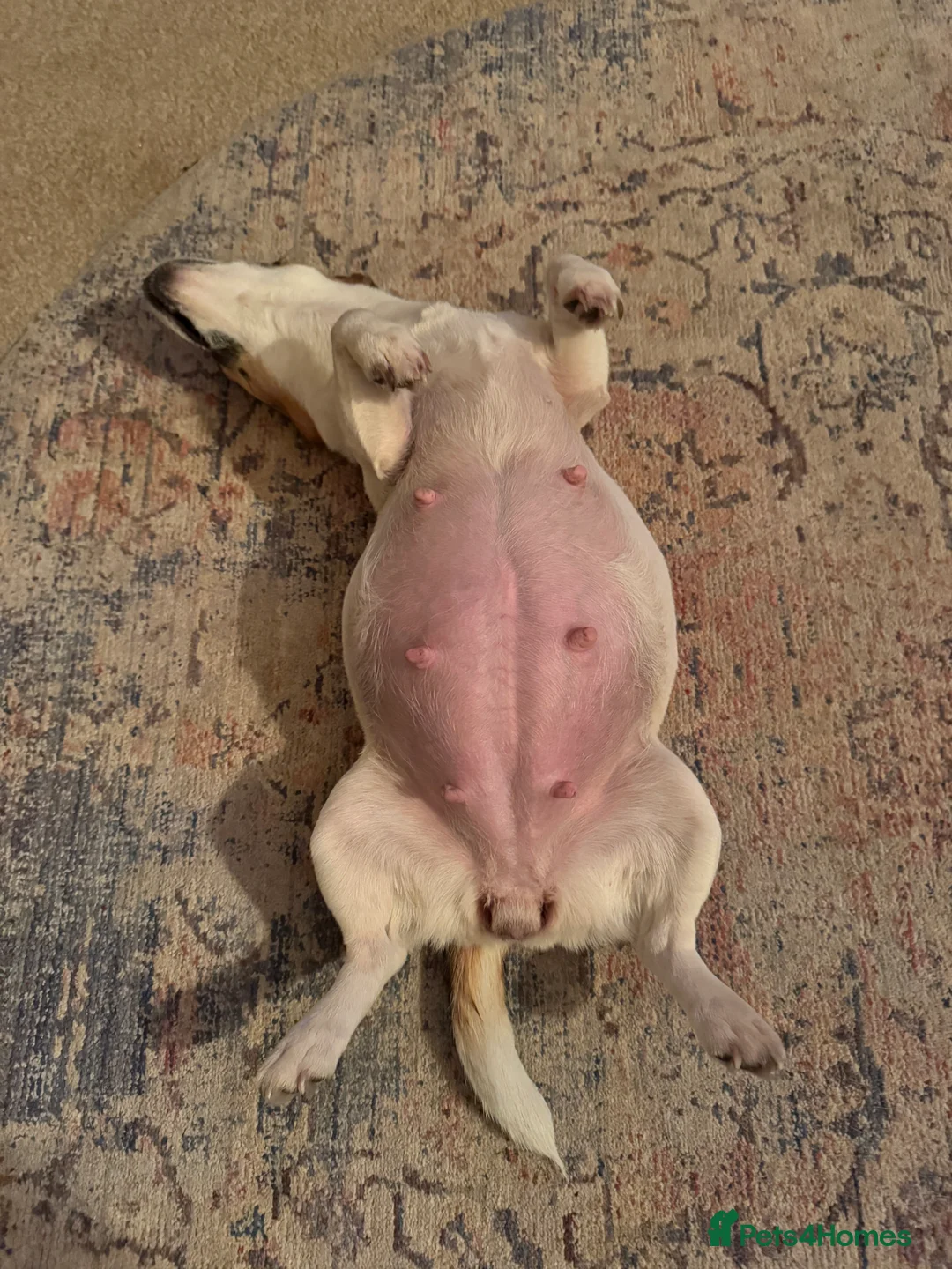 Jack Russell dogs for sale: Beautiful Jack Russell pups  - Advert 5