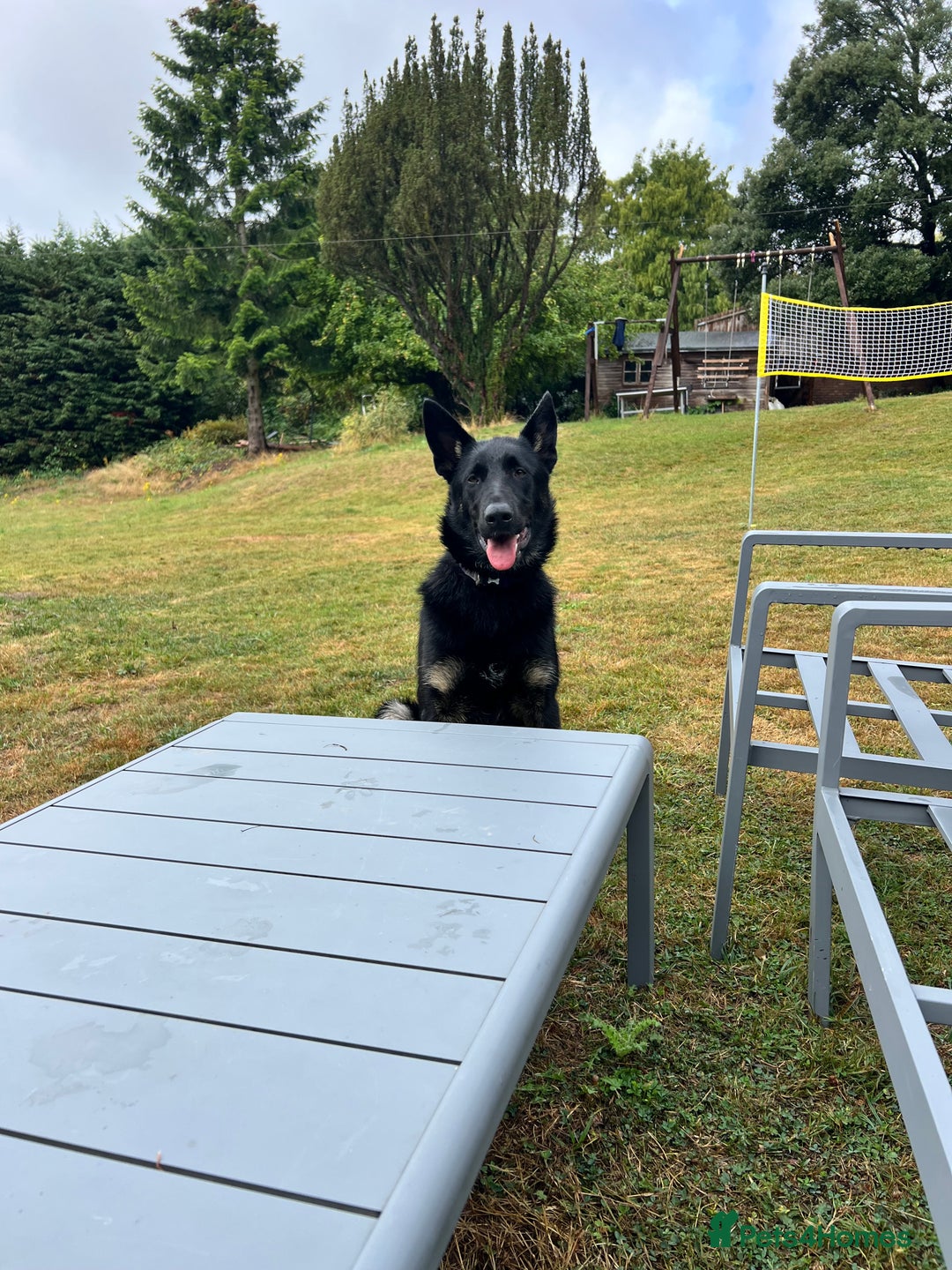 German Shepherd dogs for sale: Gadar - Image 2