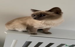 Ragdoll cats for sale: Ragdolls  - Image 6