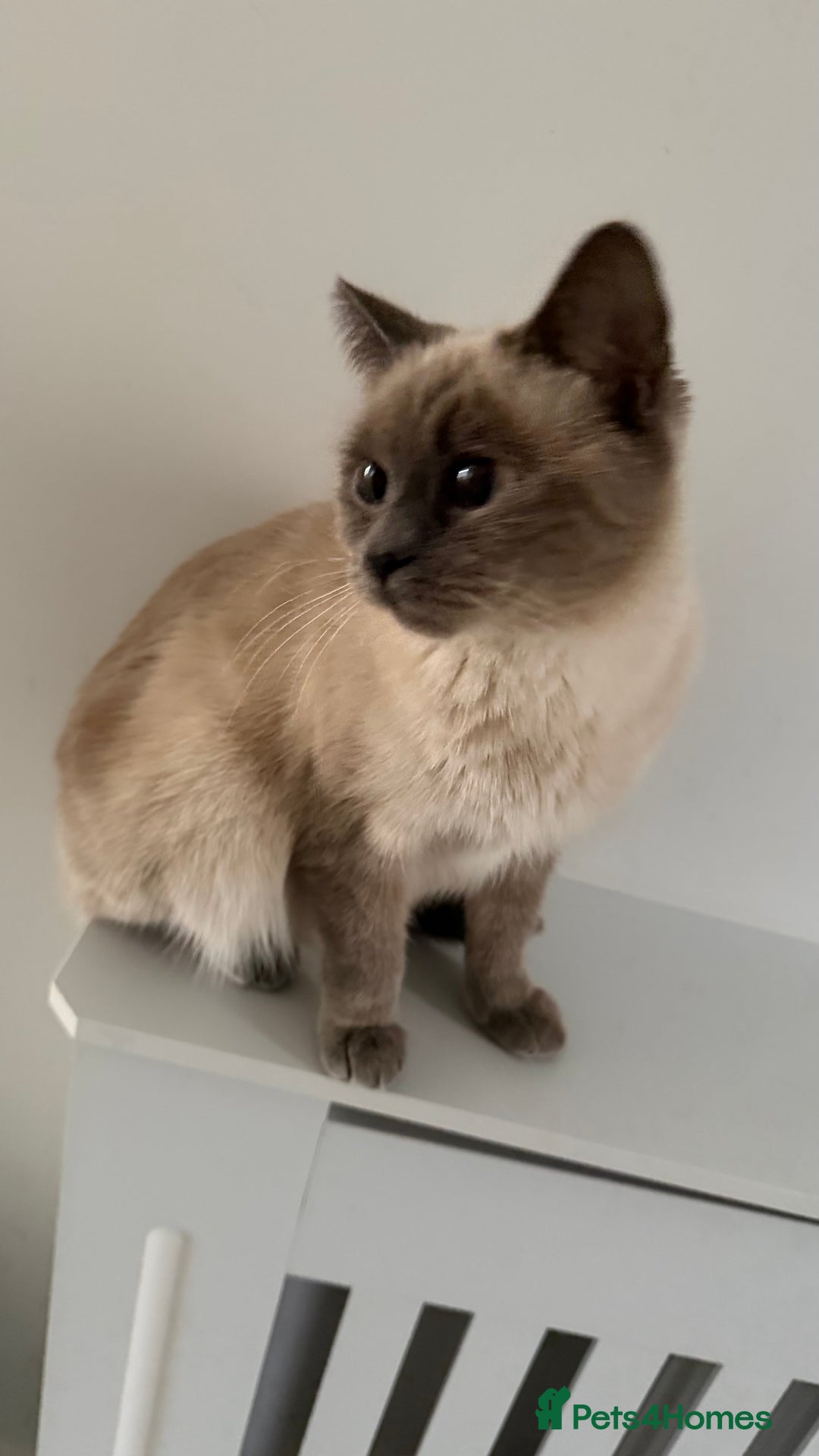 Ragdoll cats for sale: Ragdolls  - Image 6