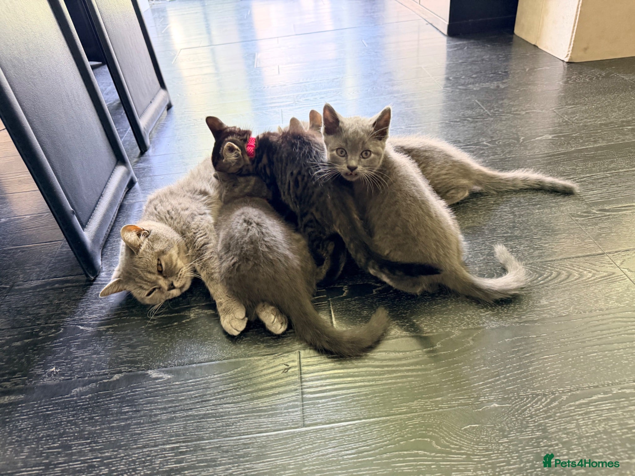 British Shorthair cats 5 beautiful BSH kittens, 2 girls & 1 boy left - Advert 2