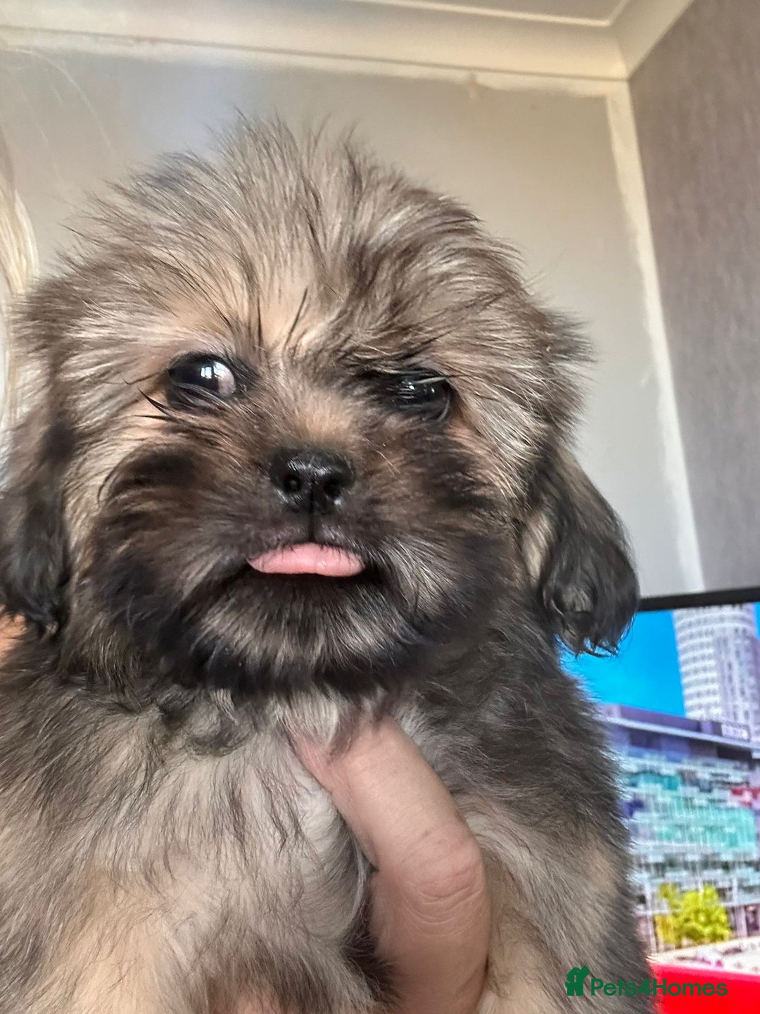 Shih Tzu dogs for sale: Shih tzu pups ready now - Image 4