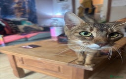Chausie cats for sale: Lovely sweet female Chausie available  - Image 5