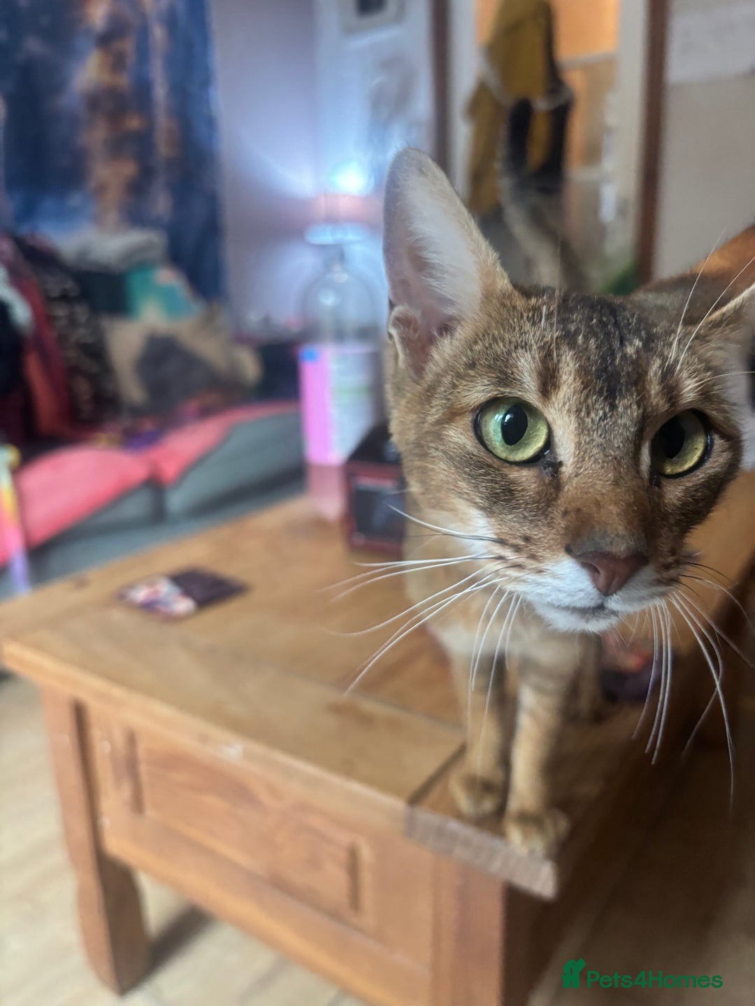 Chausie cats for sale: Lovely sweet female Chausie available  - Image 5