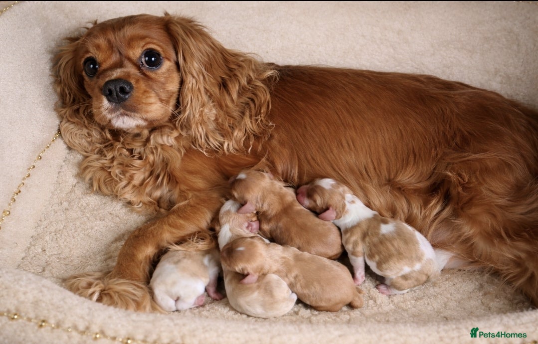 Cavalier King Charles Spaniel dogs KC reg  spaniels health tested parents boys girls - Advert 13