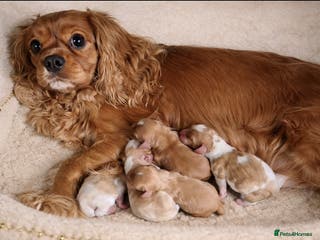 Cavalier King Charles Spaniel dogs KC reg spaniels health tested parents boys girls - Advert 3