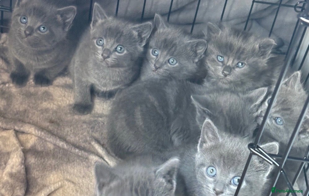 Russian Blue cats Beautiful Russian Blue Type Female Kitten - Advert 3