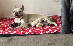 French Bulldog dogs for sale: French bulldog puppies - Image 6