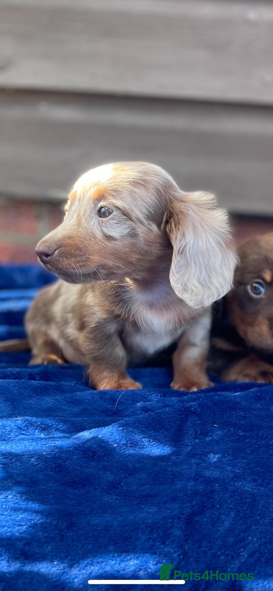 Miniature Dachshund dogs for sale: Long haired miniature Dashshund puppies  - Image 22