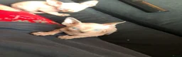 Sphynx cats for sale: 2 x sphynx female kittens  - Advert 9