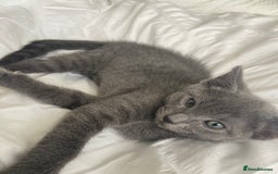 Russian Blue cats for sale: Russian blue girl for sale! - Image 1