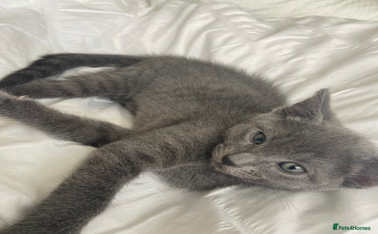 Russian Blue cats - Advert 5