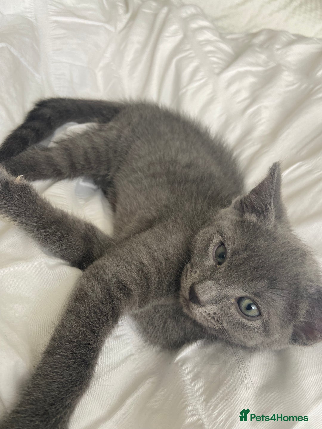 Russian Blue cats for sale: Russian blue girl for sale! - Image 1